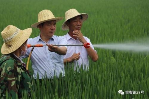 杂交水稻爆料视频完整版,完整版视频深度解析 第2张 杂交水稻爆料视频完整版,完整版视频深度解析 第2张