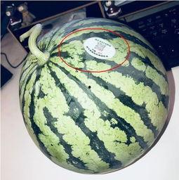 雷州网红吃瓜